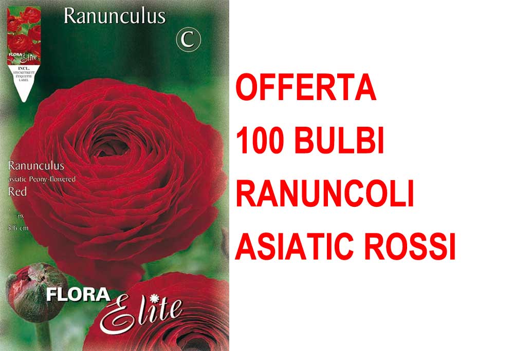 OFFERTA 100 BULBI RANUNCOLO ASIATIC ROSSO