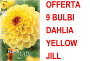 OFFERTA 9 BULBI DAHLIA DECORATIVE YELLOW JILL