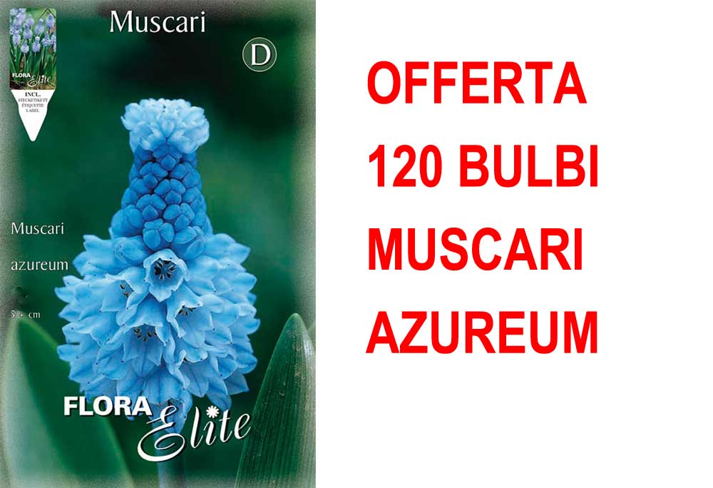 OFFERTA 120 BULBI MUSCARI AZUREUM