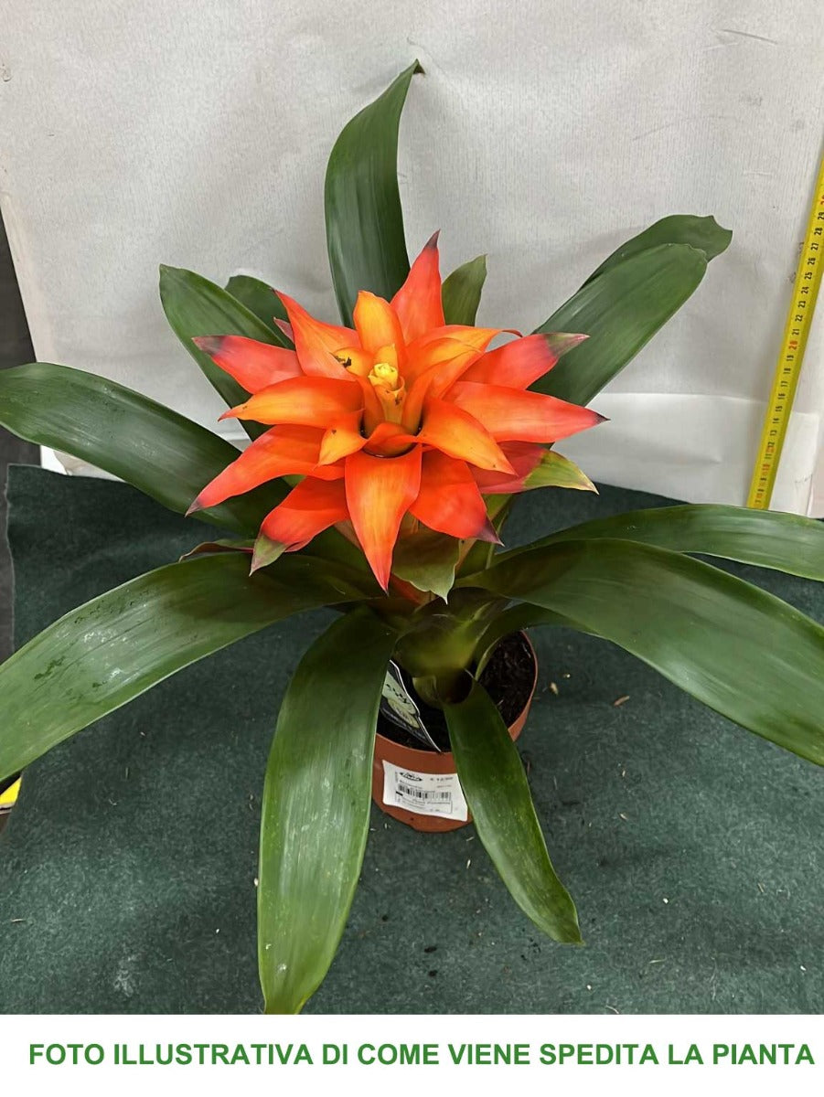 BROMELIA GUZMANIA COLORE ASSORTITO IN VASO 12CM