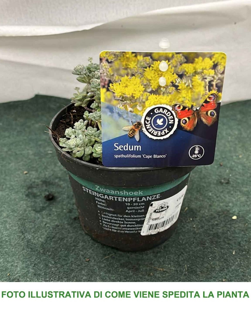 SEDUM SPATHIFOLIUM CAPE BLANCO  VASO 13CM
