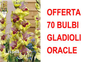 OFFERTA 70 BULBI GLADIOLI A FIORI GRANDI ORACLE
