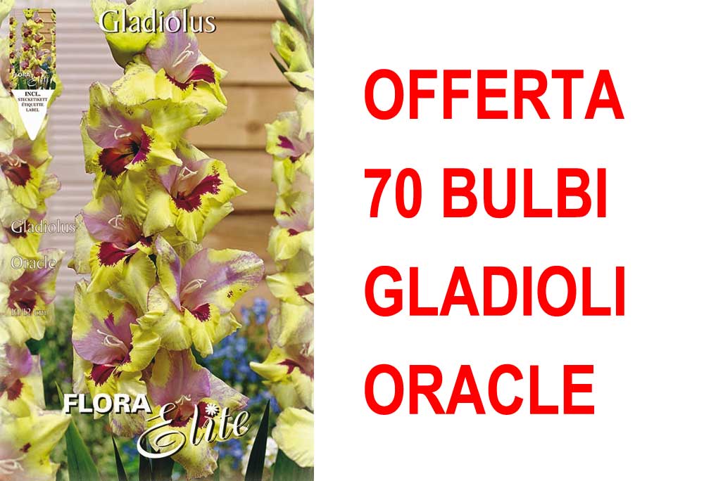 OFFERTA 70 BULBI GLADIOLI A FIORI GRANDI ORACLE