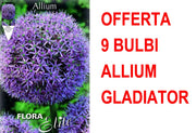 OFFERTA 9 BULBI ALLIUM GLADIATOR