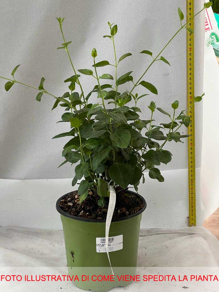 VINCA MAJOR VASO 17CM