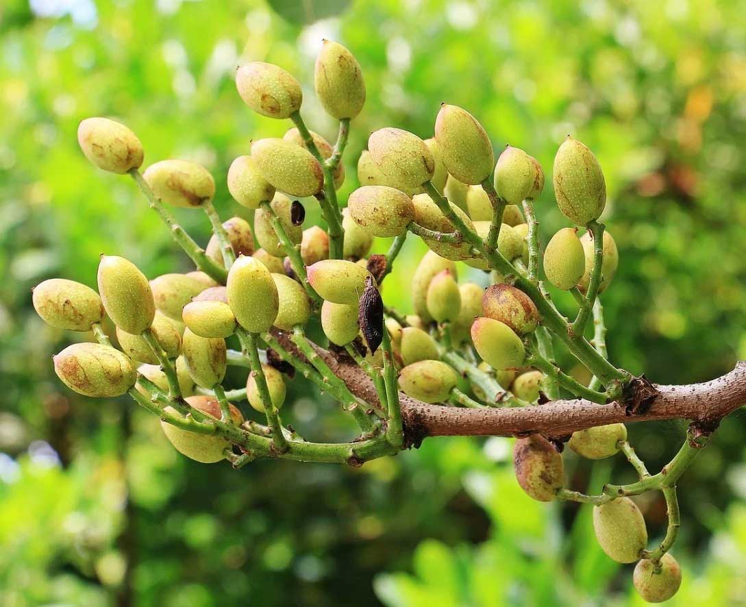 PISTACIA VERA PIANTA MASCHIO IN VASO 15CM
