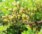 PISTACIA VERA PIANTA FEMMINA IN VASO 15CM