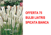 OFFERTA 75 BULBI LIATRIS SPICATA BIANCA