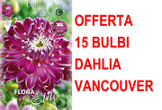 OFFERTA 15 BULBI DAHLIA DINNERPLATE VANCOUVER XL