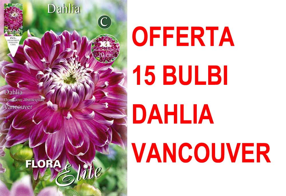 OFFERTA 15 BULBI DAHLIA DINNERPLATE VANCOUVER XL
