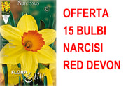 OFFERTA 15 BULBI NARCISO LARGE-CUPPED RED DEVON