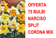 OFFERTA 75 BULBI NARCISO SPLIT CORONA MIX DI COLORI
