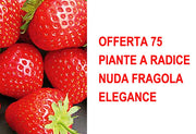 OFFERTA 75 PIANTE A RADICE NUDA FRAGOLA ELEGANCE
