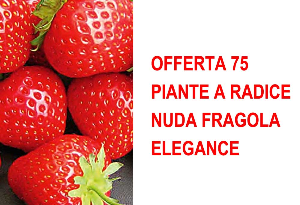 OFFERTA 75 PIANTE A RADICE NUDA FRAGOLA ELEGANCE