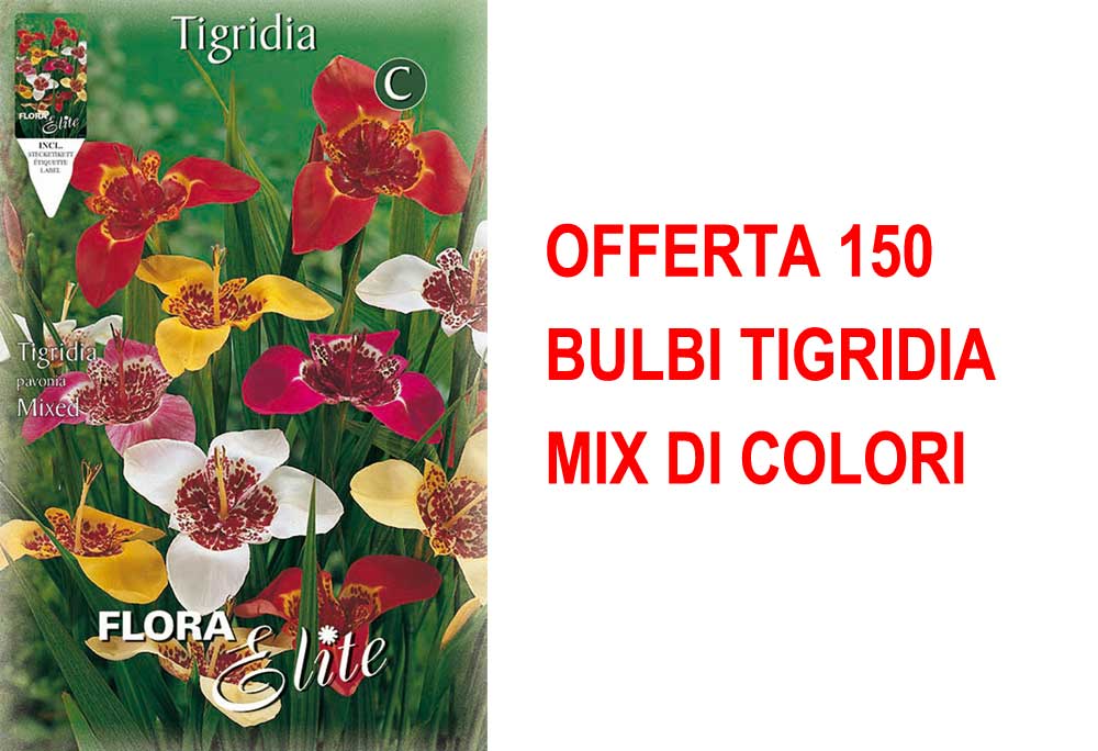OFFERTA 150 BULBI TIGRIDIA MIX DI COLORI