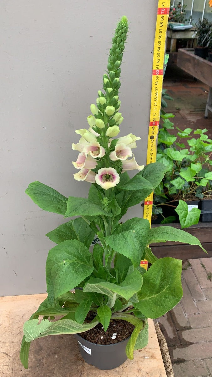 DIGITALIS LUCAS FIORI BIANCHI VASO 19CM