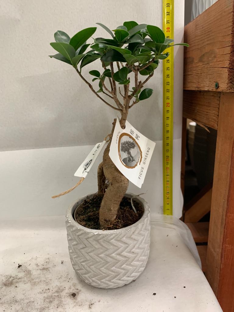BONSAI FICUS GINSENG VASO CERAMICO 11CM COLORE ASSORTITO