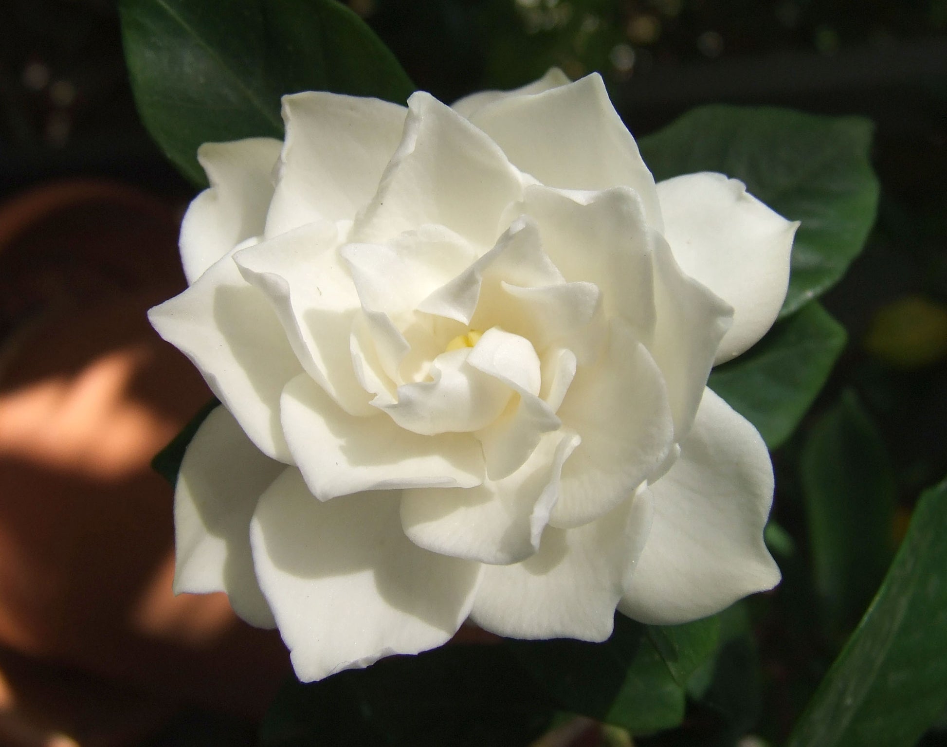 GARDENIA VASO 19CM