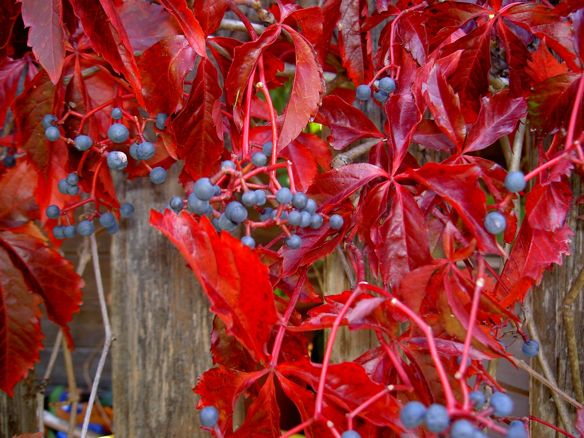 PARTHENOCISSUS QUINQUEFOLIA ENGELMANNII VASO 16CM