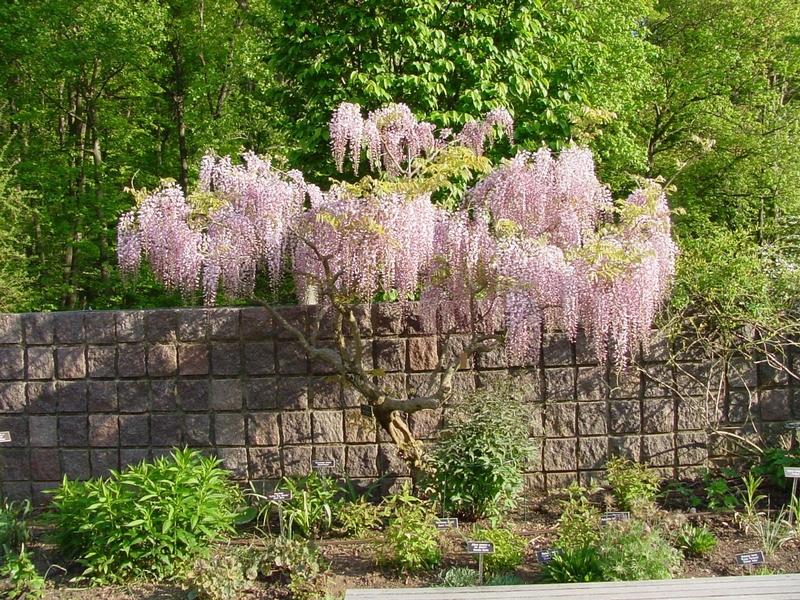 GLICINE WISTERIA FLORIBUNDA ROSEA VASO 16CM