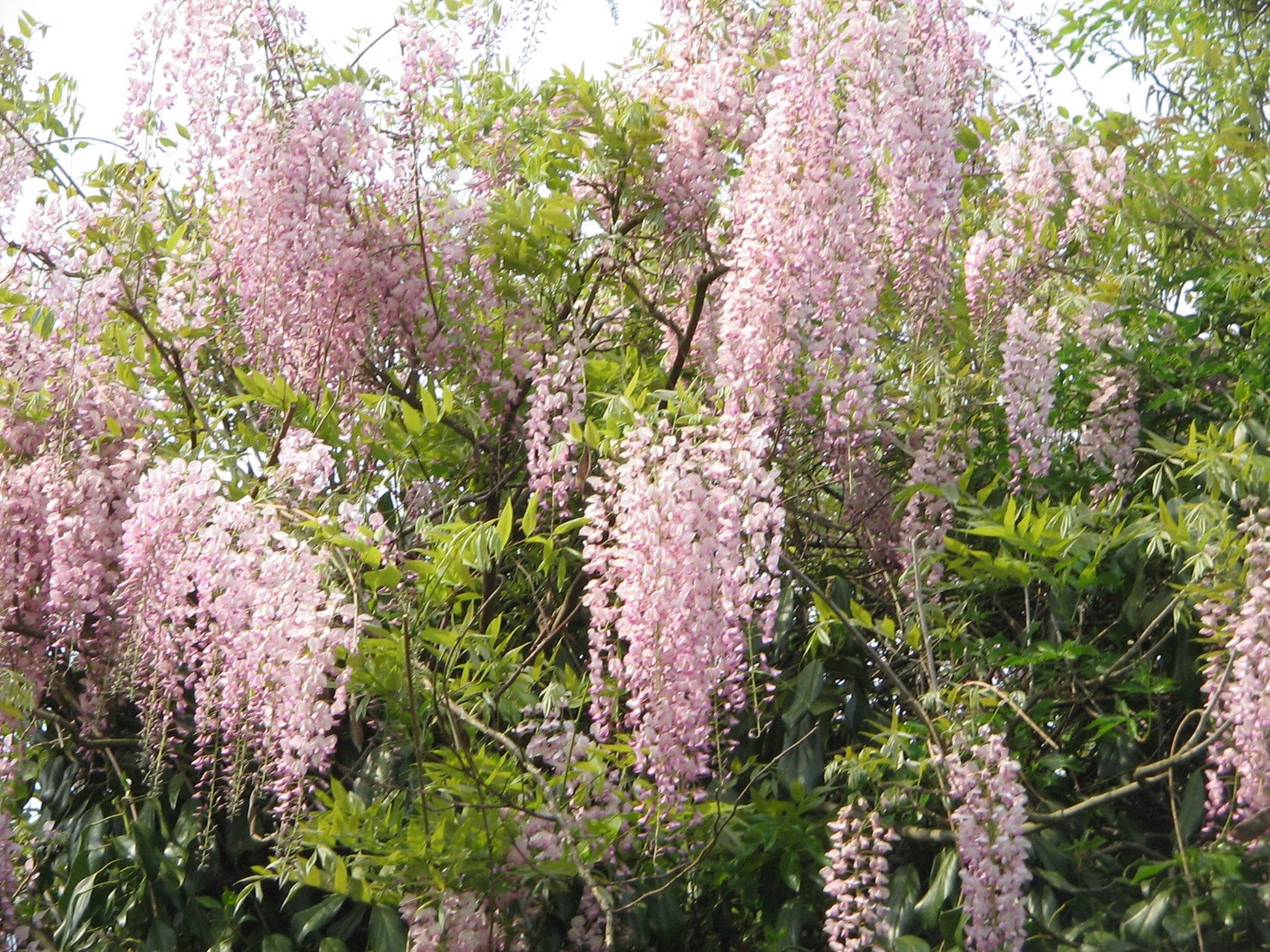 GLICINE WISTERIA FLORIBUNDA ROSEA VASO 18CM