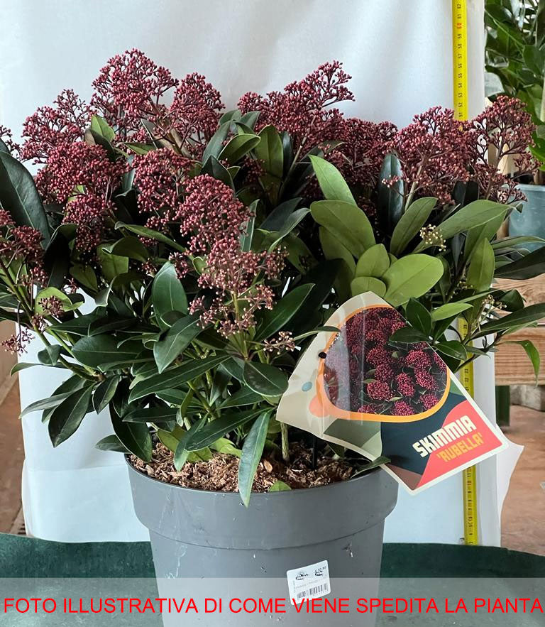 SKIMMIA RUBELLA VASO 29CM