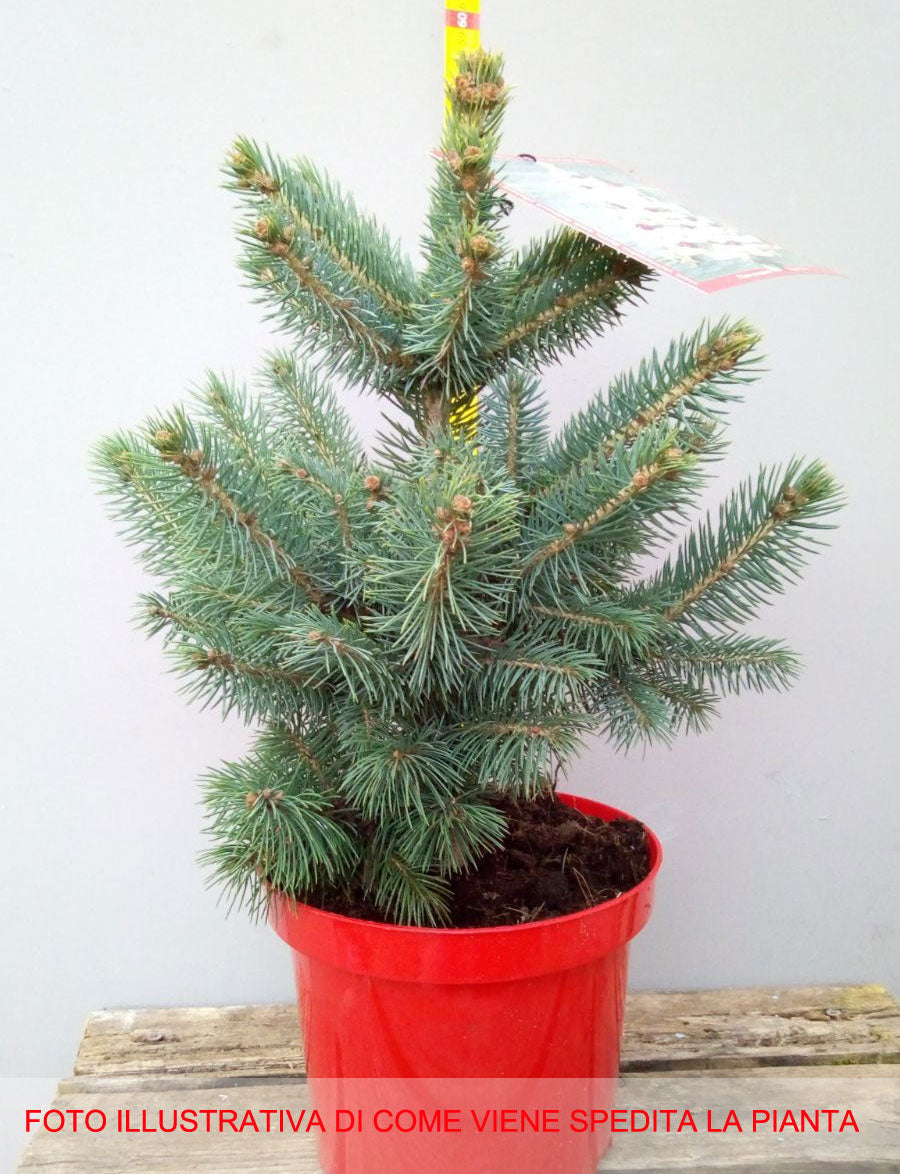 PICEA PINO ARGENTATO IN VASO 19CM CONIFERA NANA