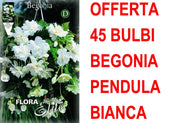 OFFERTA 45 BULBI BEGONIA PENDULA BIANCO BULBS BULBES