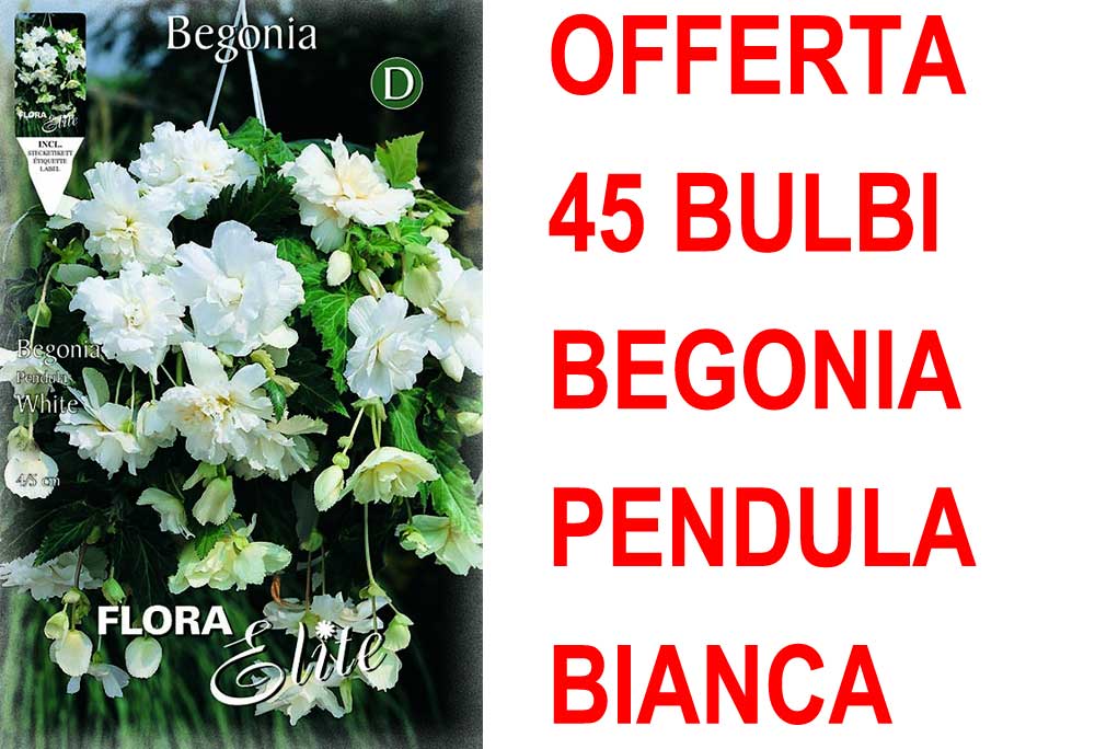 OFFERTA 45 BULBI BEGONIA PENDULA BIANCO BULBS BULBES