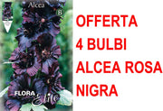OFFERTA 4 BULBI ALCEA ROSEA NIGRA