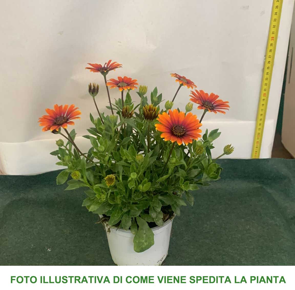 DIMORPHOTECA MARGHERITA AFRICANA COLORI ASSORTITI VASO 14CM