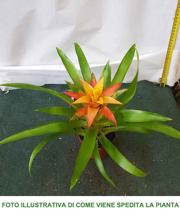 GUZMANIA FLAVA IN VASO 12CM