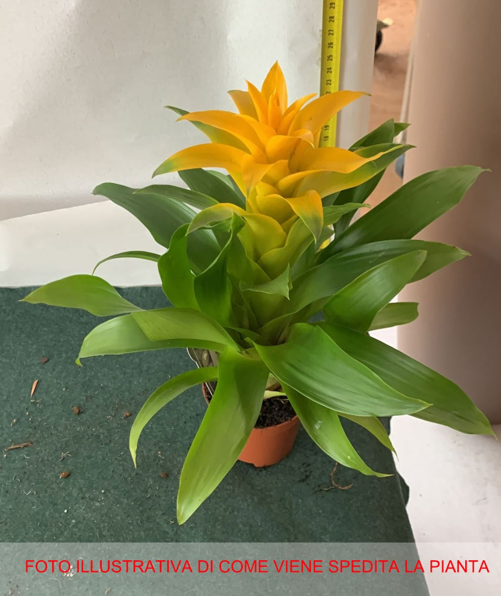 GUZMANIA DIANA COLORE ASSORTITO IN VASO 9CM