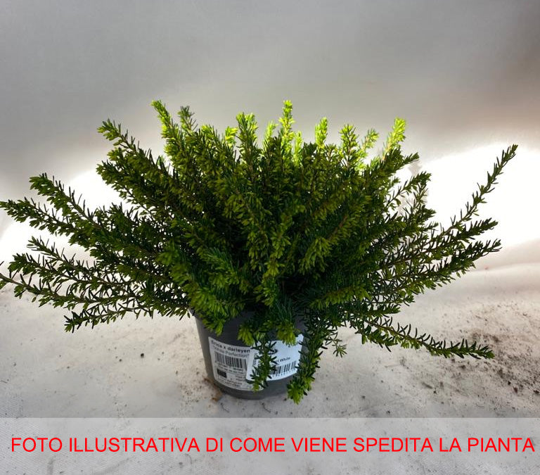 OFFERTA 3 ERICA DARLEYENSIS COLORI ASSORTITI VASO 11CM