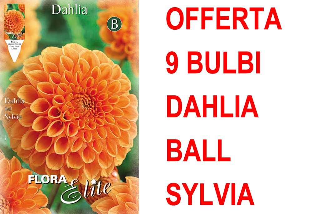 OFFERTA 9 BULBI DAHLIA BALL SYLVIA