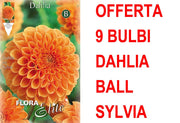 OFFERTA 9 BULBI DAHLIA BALL SYLVIA
