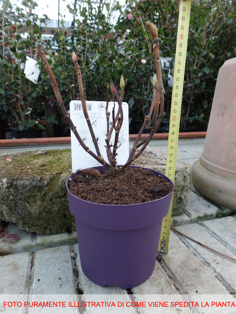 OFFERTA 3 HYDRANGEA MACROPHYLLA ORTENSIE COLORE A SCELTA VASO 16CM