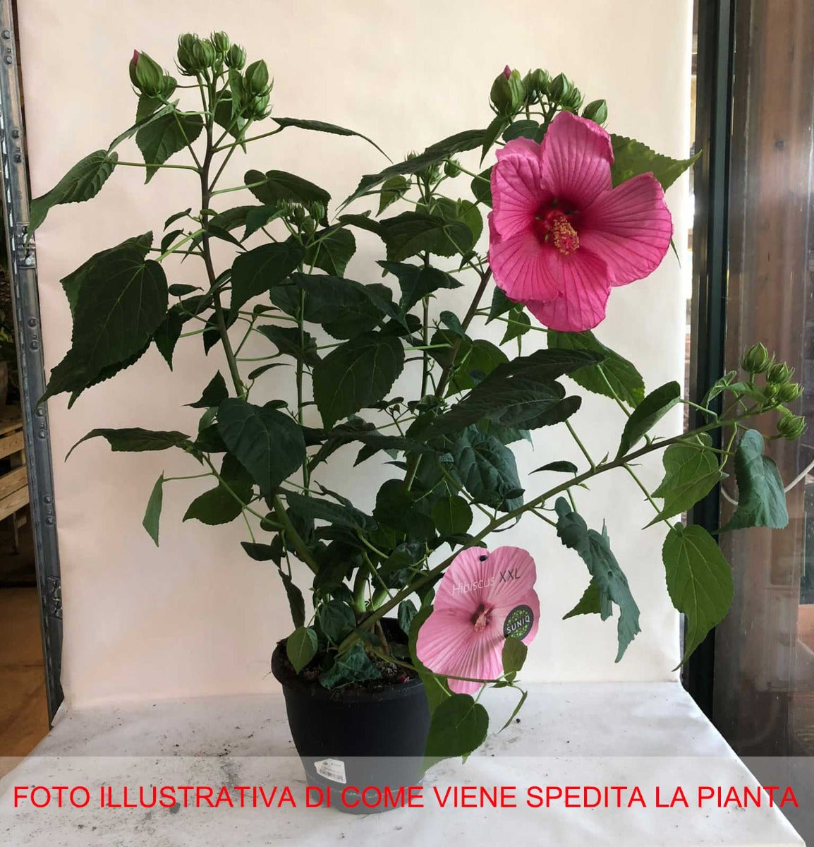 HIBISCUS IBISCO MOSCHEUTOS GIGANTE XXL COLORE ASSORTITO IN VASO 23CM