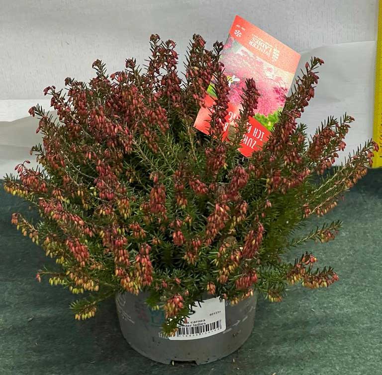 ERICA CARNEA WINTER LADIES IN VASO 13CM
