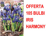 OFFERTA 105 BULBI IRIS RETICULATA HARMONY