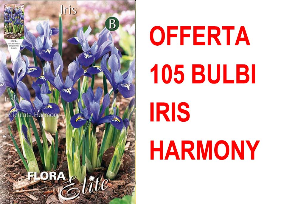 OFFERTA 105 BULBI IRIS RETICULATA HARMONY