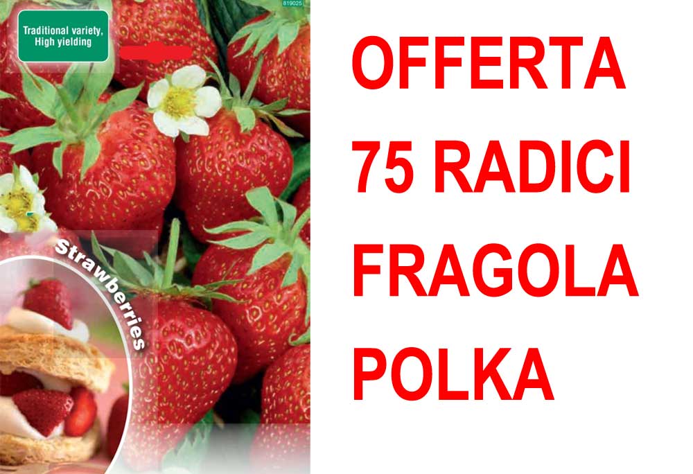 OFFERTA FRAGOLA POLKA 75 PIANTE A RADICE NUDA