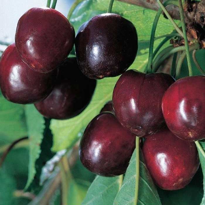 CILIEGIO DURONE III IN VASO 20CM