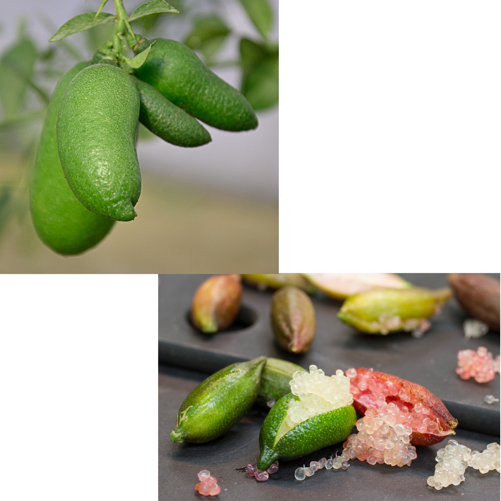 LIMONE CAVIALE VERDE FINGER LIME IN VASO 22CM