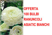 OFFERTA 100 BULBI RANUNCOLO ASIATIC BIANCO