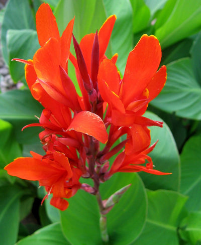 CANNA COLORE ASSORTITO VASO 17CM