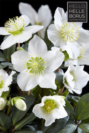 HELLEBORUS CHRISTMAS CAROL ROSA DI NATALE VASO 12CM