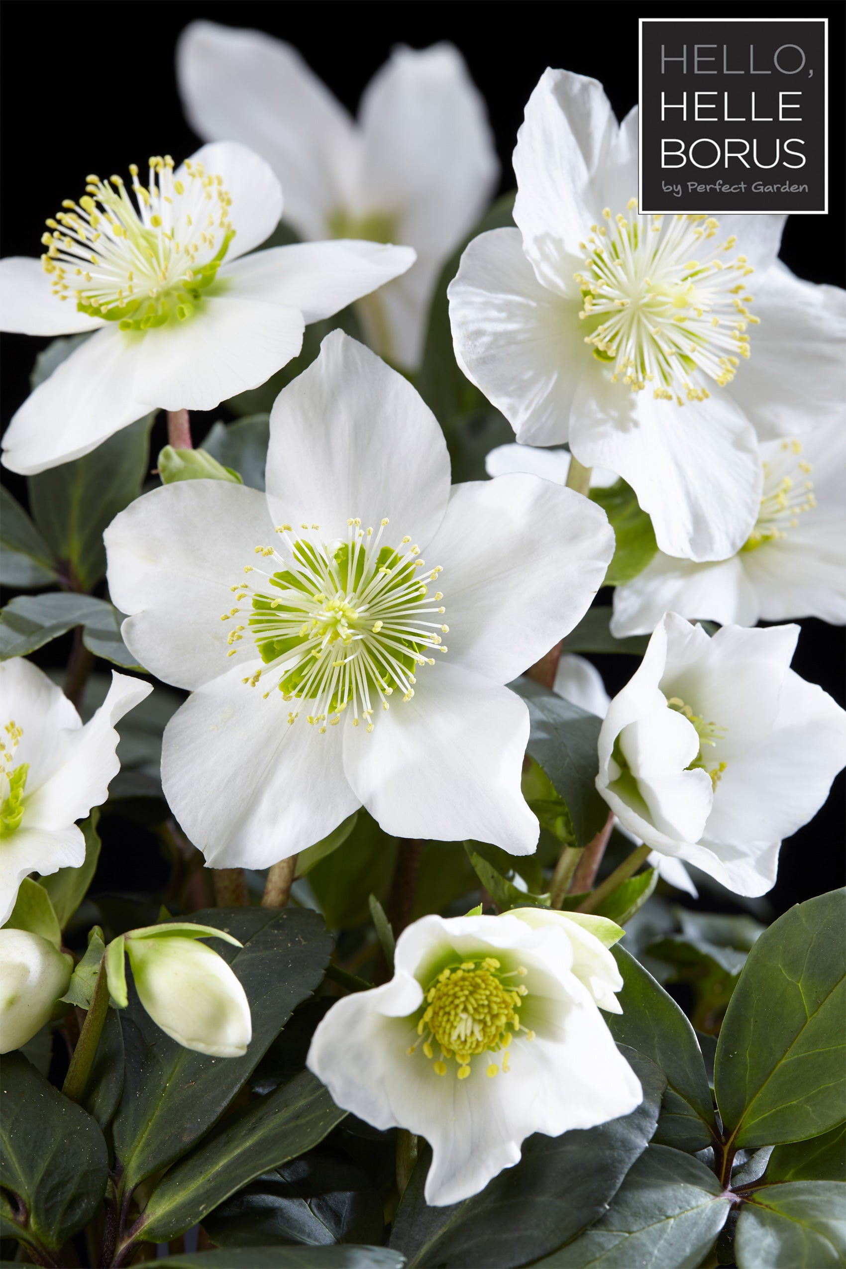 HELLEBORUS CHRISTMAS CAROL XL ROSA DI NATALE VASO 17CM