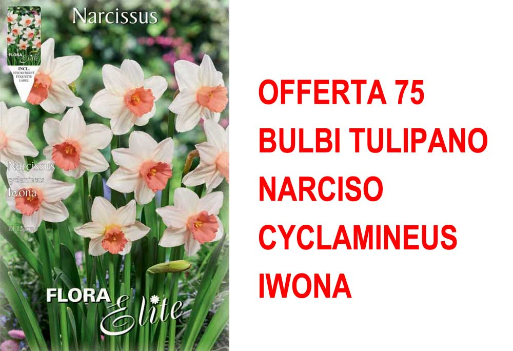 OFFERTA 75 BULBI NARCISO CYCLAMINEUS IWONA