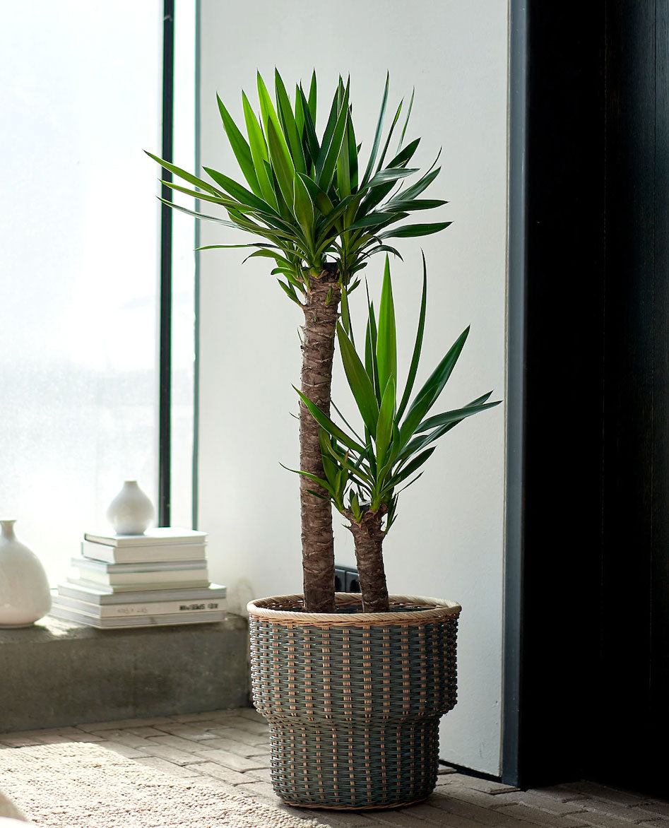 YUCCA VASO 14CM
